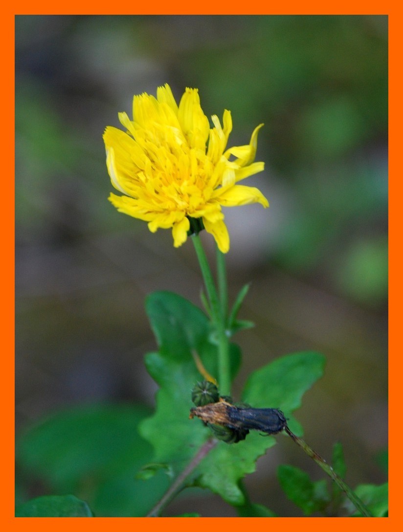 Sonchus tenerrimus